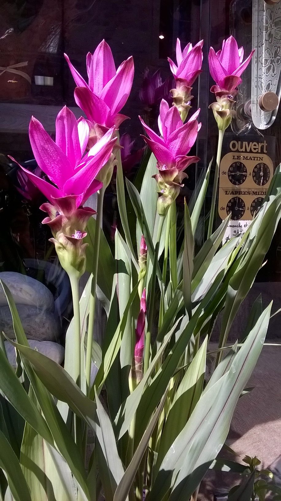 curcuma-fleuriste-st-gely-aldebert