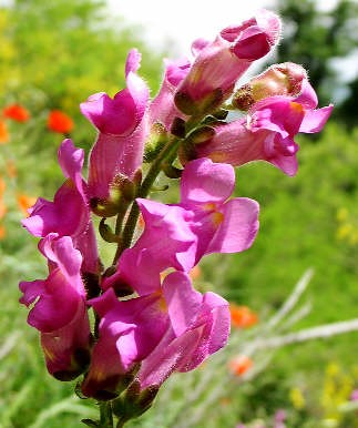 muflier-fleuriste-st-gely-aldebert