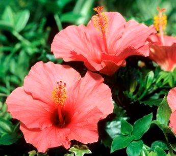 Hibiscus